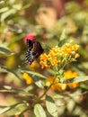 Spicebush swallowtail butterfly, Pterourus troilus Royalty Free Stock Photo