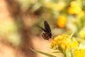 Spicebush swallowtail butterfly, Pterourus troilus Royalty Free Stock Photo