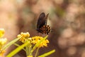 Spicebush swallowtail butterfly, Pterourus troilus Royalty Free Stock Photo