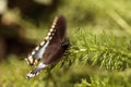 Spicebush swallowtail butterfly, Pterourus troilus Royalty Free Stock Photo