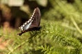Spicebush swallowtail butterfly, Pterourus troilus Royalty Free Stock Photo