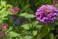 Spicebush Swallowtail Butterfly and Purple Zinnia Royalty Free Stock Photo