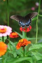 Spicebush swallowtail butterfly rises out of a zinnia patch Royalty Free Stock Photo