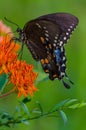 Spicebush Swallowtail on Butterfly Weed