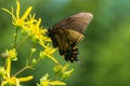 Spicebush Swallowtail Butterfly and a Yellow Wildflower Royalty Free Stock Photo