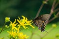 Spicebush Swallowtail Butterfly and a Yellow Wildflowers Royalty Free Stock Photo