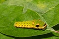 Spicebush Swallowtail Caterpillar