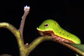 Spicebush Swallowtail Caterpillar