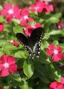 Spicebush Swallowtail Royalty Free Stock Photo