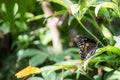 Spicebush Swallowtail (Papilio troilus) Royalty Free Stock Photo