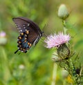 Spicebush Swallowtail