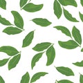 Green bay leaf isolated on white background. Seamless pattern with culinary herbs. Fragrant seasoning laurel leaves.