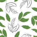 Bay leaf seamless pattern. Vector color illustration of green aromatic leaves on white background.