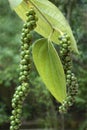 Spices- Black pepper stalks on plant Royalty Free Stock Photo