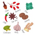 Spices condiments and seasoning food herbs decorative healthy organic relish flavouring vegetable vector illustration.