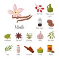 Spices condiments and seasoning food herbs decorative healthy organic relish flavouring vegetable vector illustration.