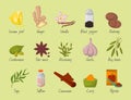 Spices condiments and seasoning food herbs decorative healthy organic relish flavouring vegetable vector illustration.