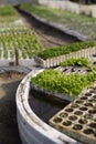 Spices in a greenhouse