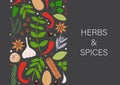 Spices and herbs banner. Flat hand drawn spicy cooking ingredients.