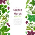 Spices and herbs. Basil mint spinach coriander parsley dill and thyme. Indian spice cooking asian food ingredients