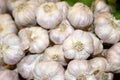 Spices and Herbs - Close up white garlic ground Royalty Free Stock Photo