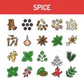 Spices and herbs color line icons set. Vector illustration Royalty Free Stock Photo