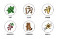 Spices and herbs color line icons set. Vector illustration Royalty Free Stock Photo