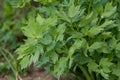 Spices and Herbs, Lovage plant Levisticum officinale growing in the garden