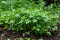 Spices and Herbs, Lovage plant (Levisticum officinale) growing in the garden