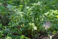 Spices and Herbs, Lovage plant Levisticum officinale
