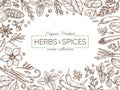 Spices and herbs sketch background.