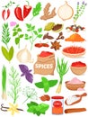 Spices herbs vector illustration set, cartoon flat herbal spices for cooking food collection with red hot chili, parsley Royalty Free Stock Photo