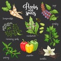 Spices and herbs vector set. Colored on dark