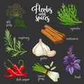 Spices and herbs vector set. Colored on dark