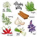 Spices and herbs vector set. Colored on white