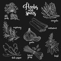 Spices and herbs vector set. Contour on dark