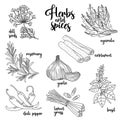 Spices and herbs vector set. Contour on white