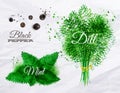 Spices herbs watercolor black pepper, mint, dill