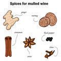 Spices for mulled wine. Hand drawing. Vector illustration in a cartoon style.