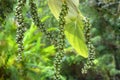 Spices-pepper four stalks on plant