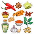 Spices seasoning hand drawn style food herbs elements and seeds ingredient cuisine flower buds leaves food plants