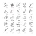 Spices and seasonings vector icons