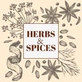 Vector background with hand drawn herbs and spices. Hand drawn ink illustration. Organic and fresh spices illustration Royalty Free Stock Photo