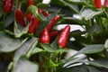 Spicey Red Peppers Growing in a Garden Royalty Free Stock Photo