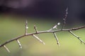 Spicky branch of shrub with young buds over blurred background