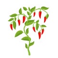 Spicy chili pepper vegetable bush plant. Red ripe fruit harvest. Capsicum annuum fruits. The spiciest. Vector