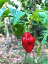 Spicy chili of sri lanka