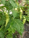 spicy chili tree with green leaves, native to Indonesia