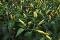 Spicy chilli colourful planting in the garden