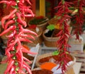 Spicy chillies hanging at a stand